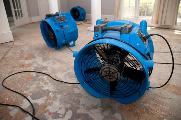 Best Mold removal after water damage  in St Clairsville, OH