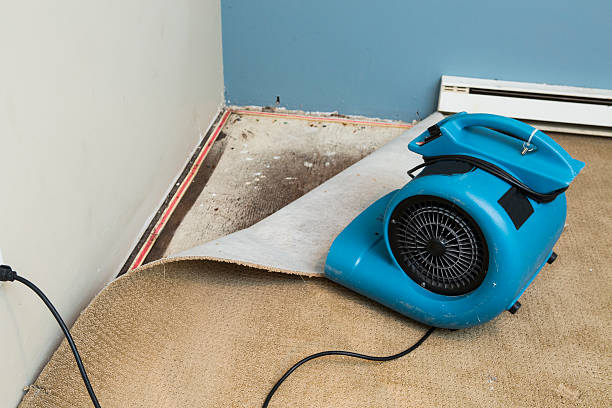 Best Professional water damage repair  in St Clairsville, OH